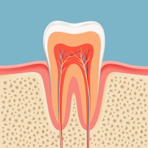 human tooth in a cut stock photo